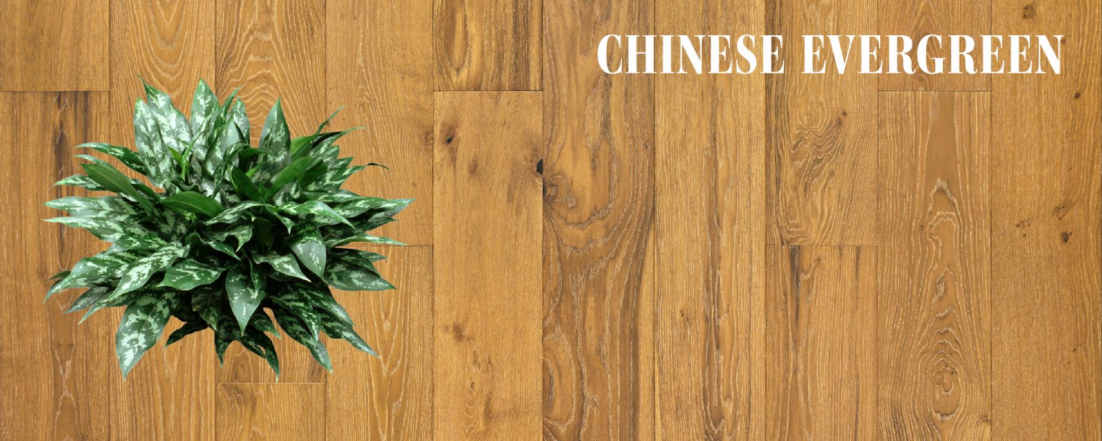 Chinese Evergreen and European Oak Hardwood