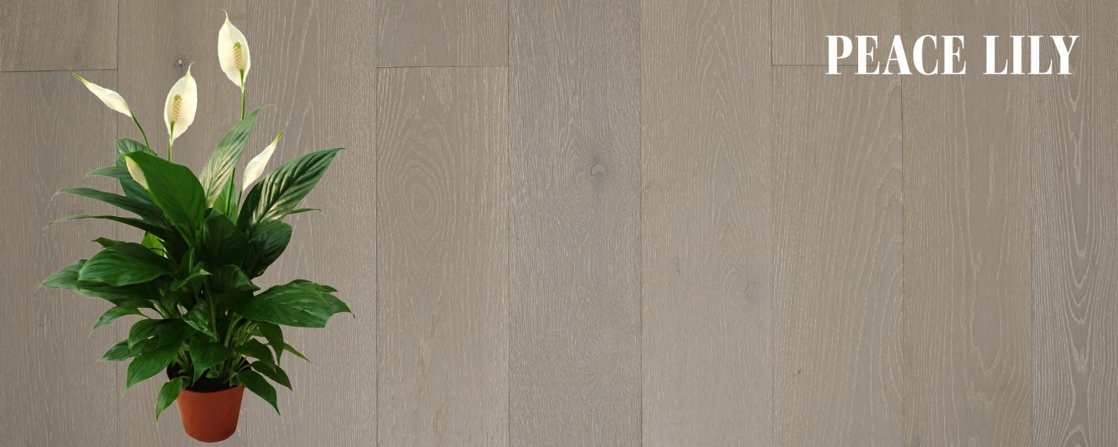 Peace Lily and European Oak Hardwood