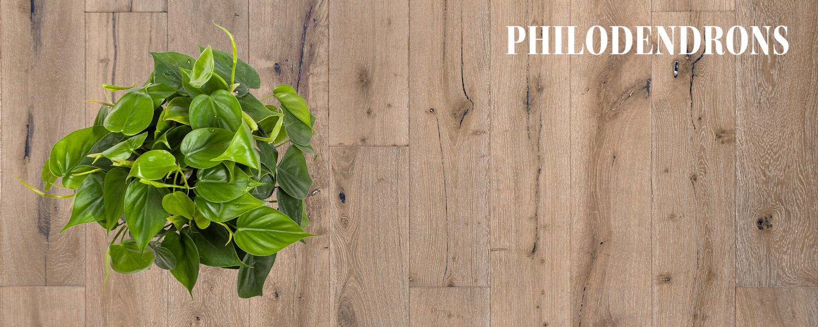 Philodendrons and European Oak Hardwood