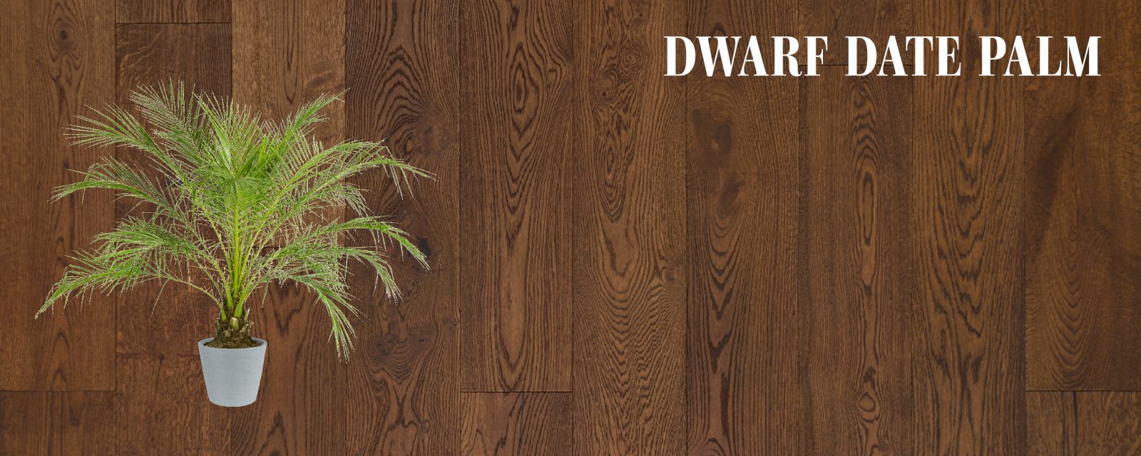 Dwarf Date Palm and European Oak Hardwood