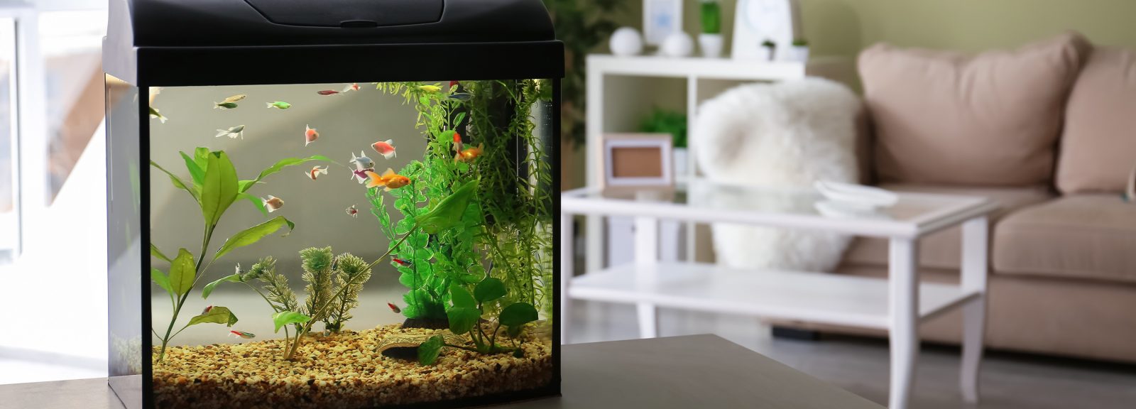 Fish / Aquariums and Pet-Friendly Flooring