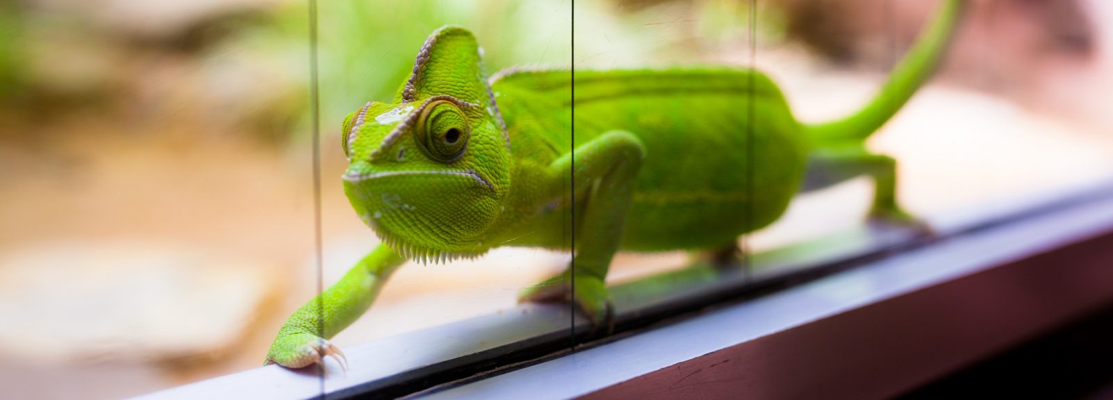 Reptiles and Pet-Friendly Flooring