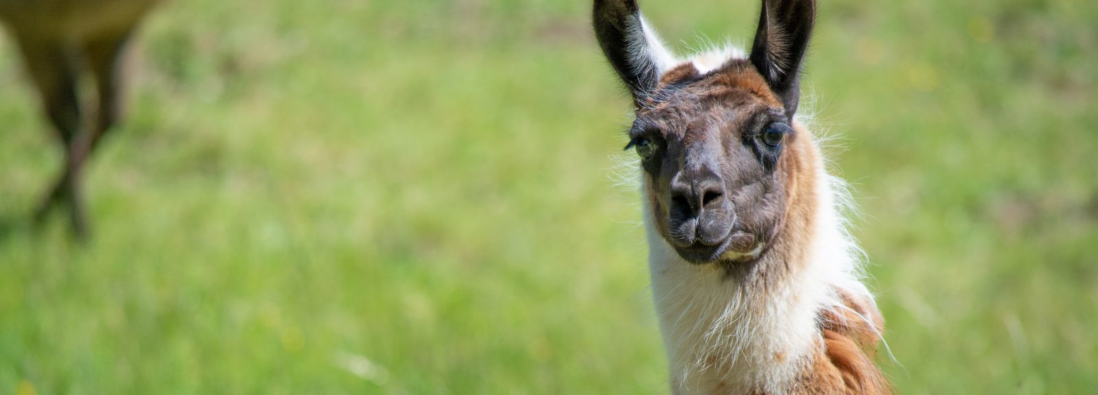 Alpacas and Pet-Friendly Flooring