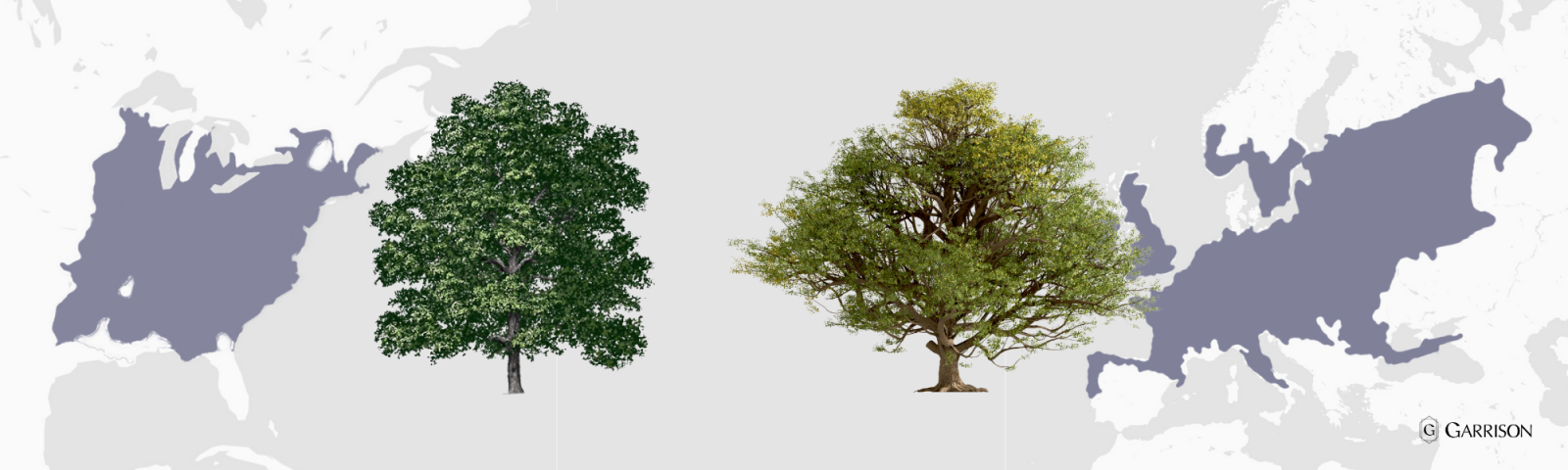 Map of Distribution of American vs European Oak Trees 