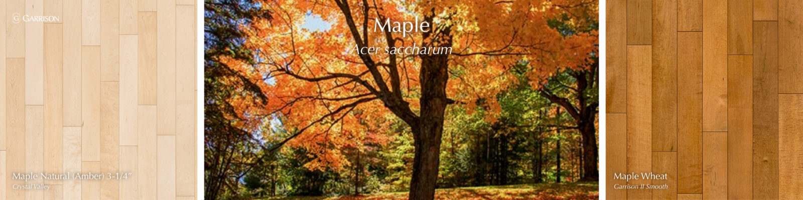 Maple - 7 Most Popular Hardwood Species - Garrison Collection