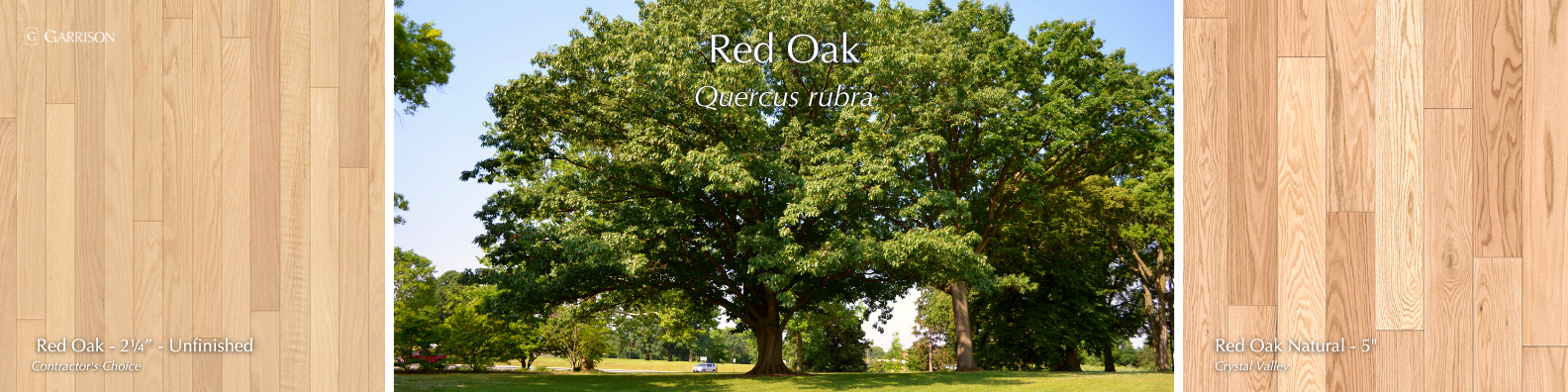 Red Oak - 7 Most Popular Hardwood Species - Garrison Collection