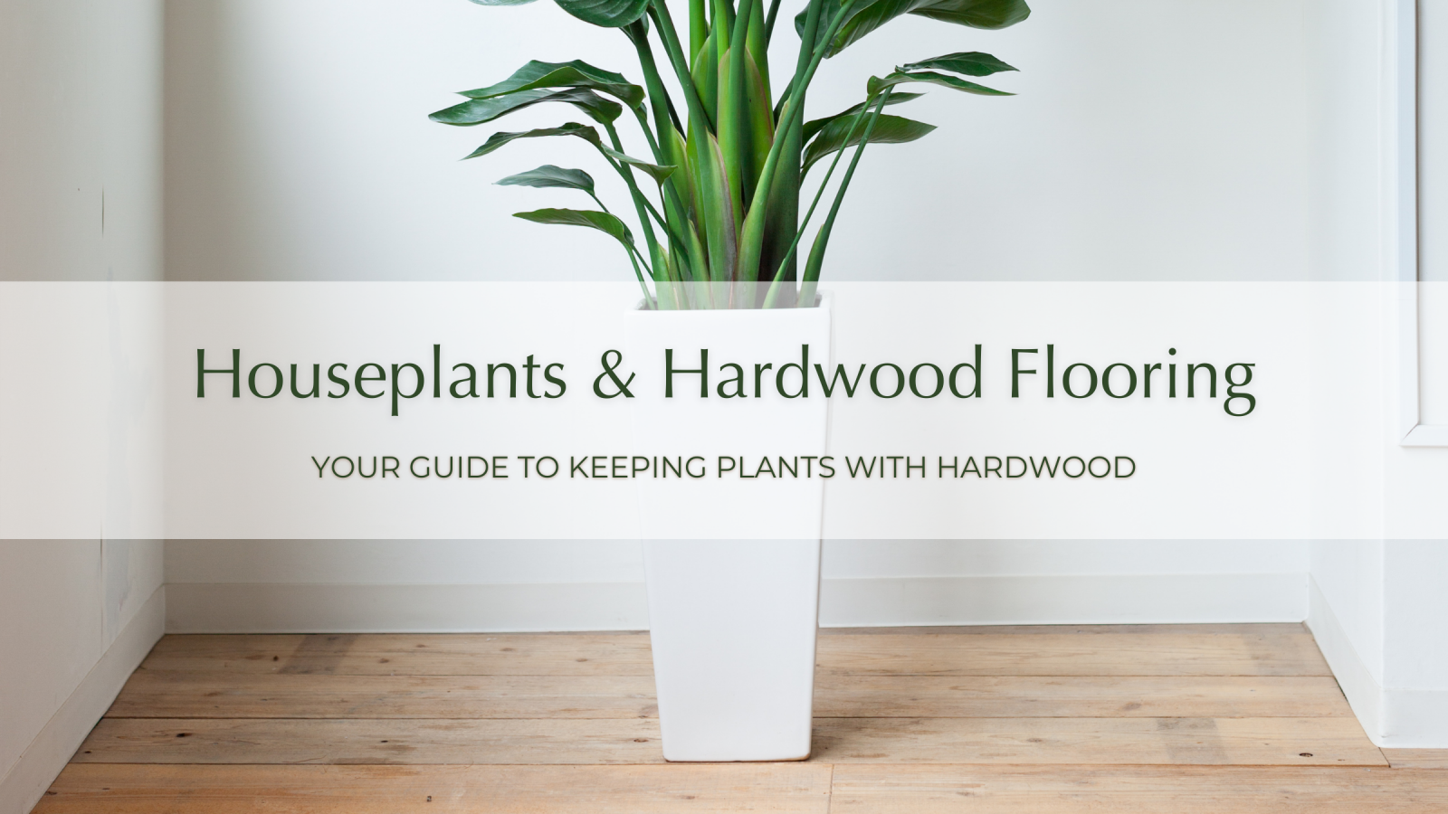 Blog Banner for Your Guide to Houseplants and Hardwood Flooring